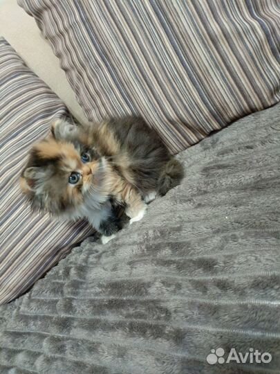 Персидские котята