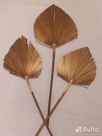 Листья пальмы