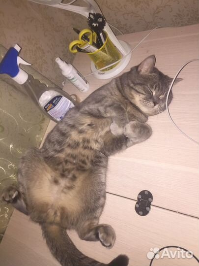 Шотландец ищет невесту