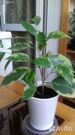 Фикус бенджамина