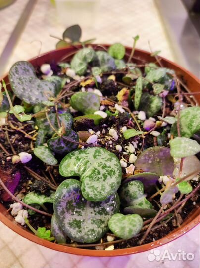 Пеперомия прострата Церопегия Вуди