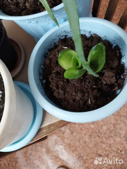 Кактусы, Золотой ус, Тещин язык, алоэ