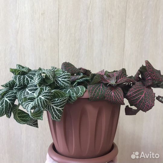 Фиттония в большом кашпо