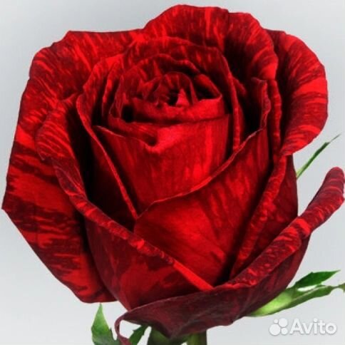 Роза чайно-гибридная Ред Интуишн (Red Intuition)