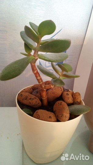 Кактусы, денежное дерево