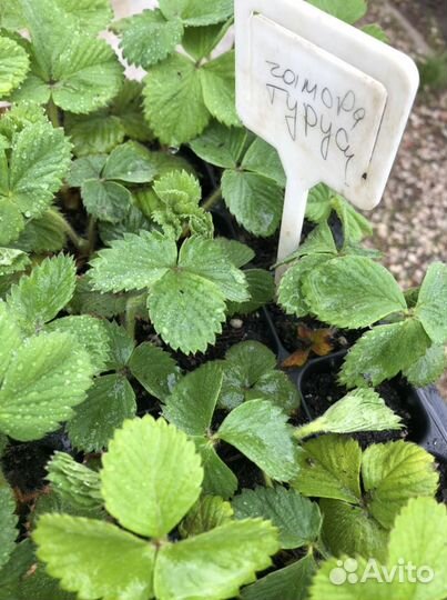 Чамора туруси, Негритянка