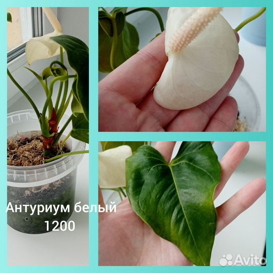 Антуриум белый