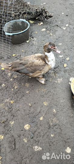 Мускусные утки