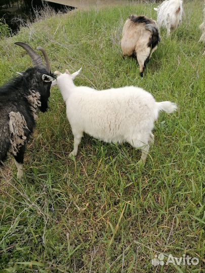 Козы, козёл и козлята