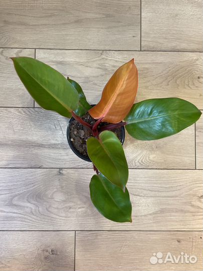 Филодендрон