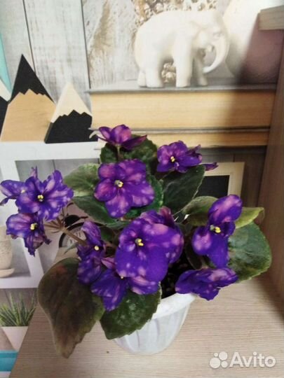 Фиалки трейлеры (Детки)