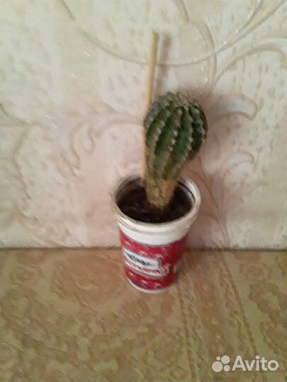 Кактус