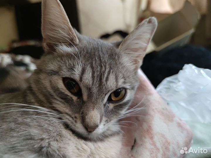 Молодая кошка