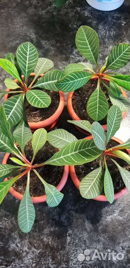 Комнатные растения