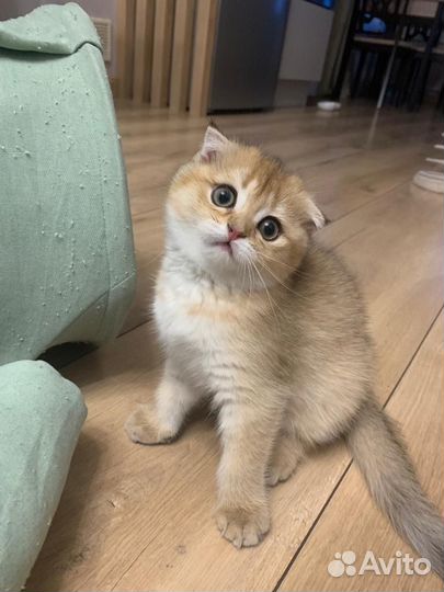 Шотландские вислоухие котята