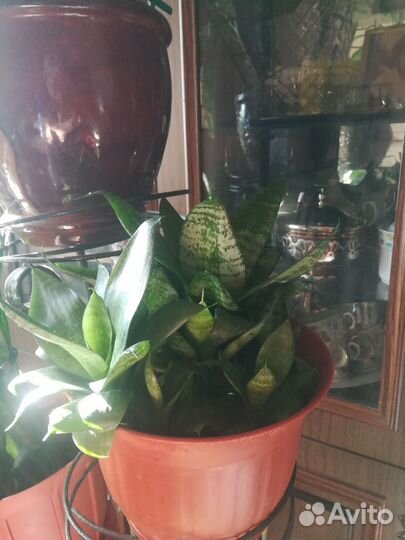 Домашние растения цветы