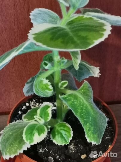 Комнатная мята(плектрантус) с бесплатной доставкой