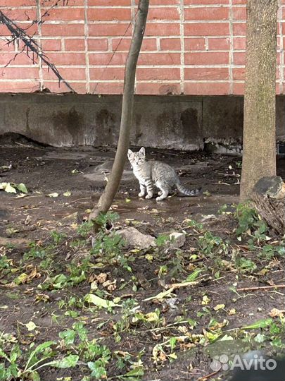 Малыши нуждаются в доме