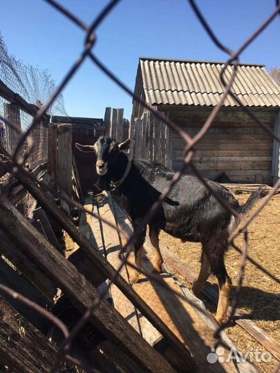 Нубийский козел (50альп50нуб)