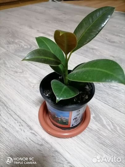 Фикус Эластика Мелани