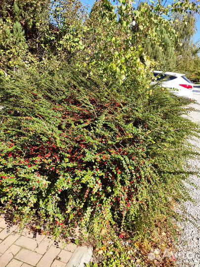 Кизильник декоративный, самшит