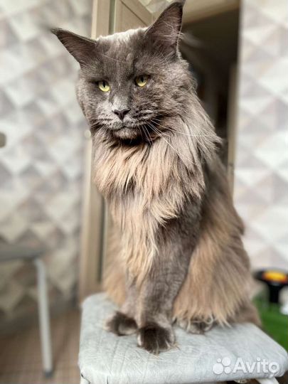 Кот мейн-кун вязка