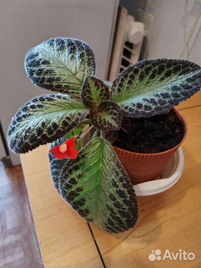 Комнатные растения цветы