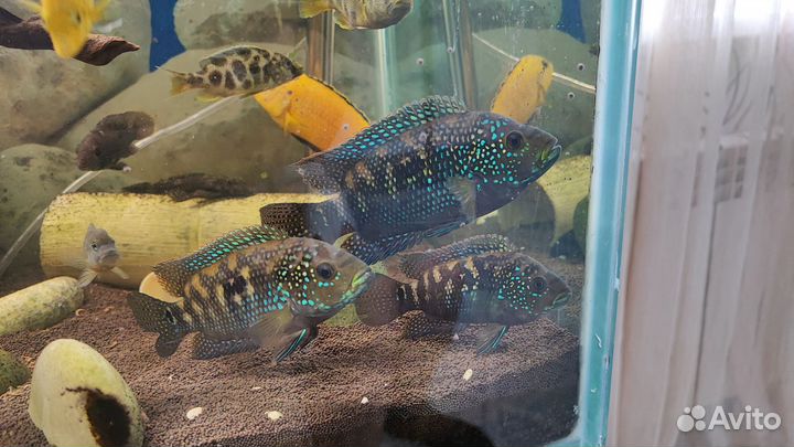 Аквариумные рыбки