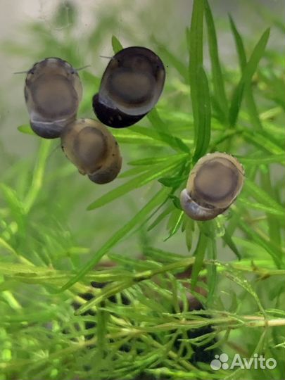 Улитка хелена, теодоксус