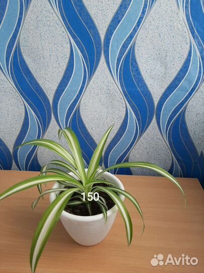 Продам цветы комнатные