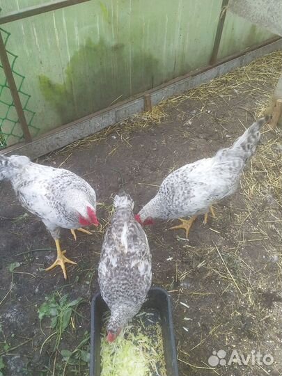 Молодняк птицы