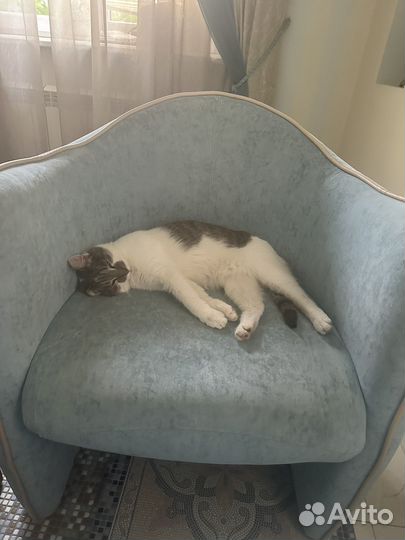 Кошка в дар бесплатно