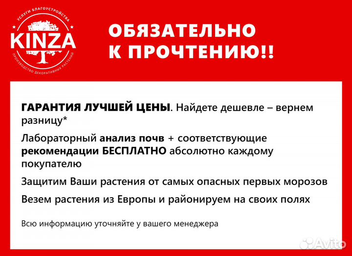 Туя брабант экстра класса