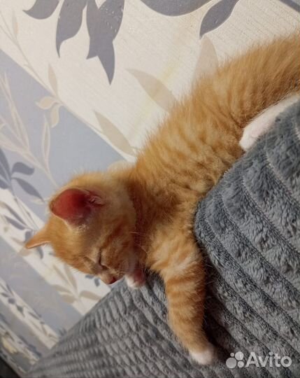 Котенок бесплатно