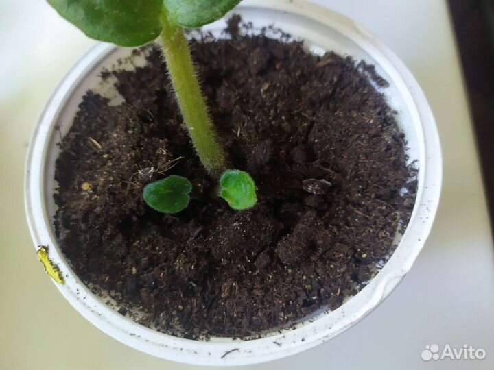 Листик с деткой фиалки Бой Быков