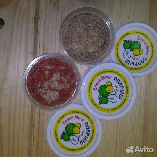 Живой опарыш красный, в банке 20гр