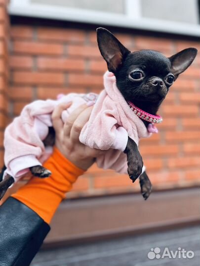 Супер мини чихуахуа