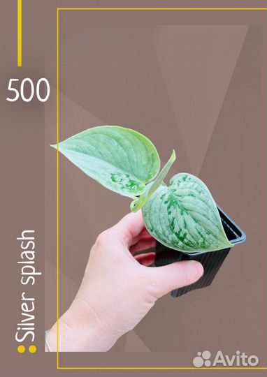 Эпипремнумы, сциндапсусы