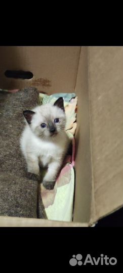 Кошка в дар бесплатно