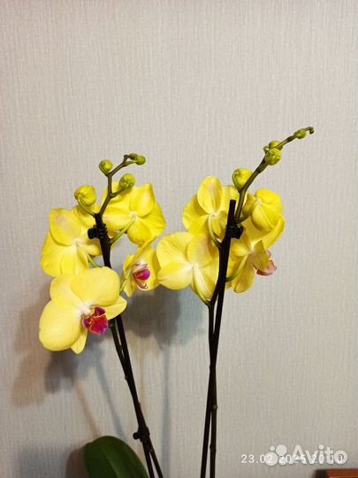 Орхидея фаленопсис, 2 ствола