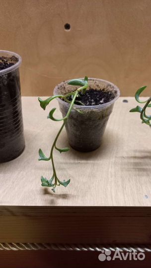 Крестовник Дельфинчики, цимбалярия