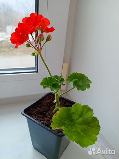 Пеларгония герань красная