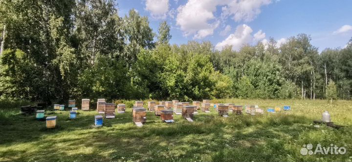 Продается пасека, бакфаст