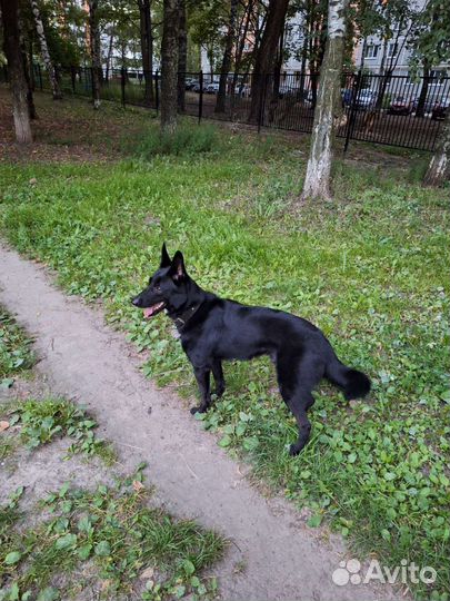 Собака в добрые руки