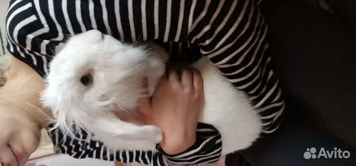 Вязка кролика