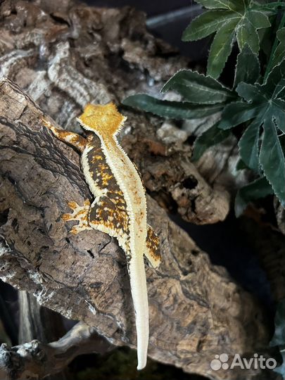 Самки Реснитчатый Бананоед