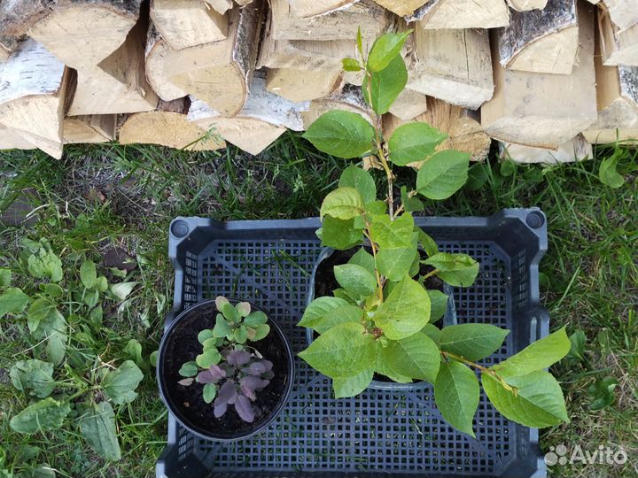 Саженец вишни 