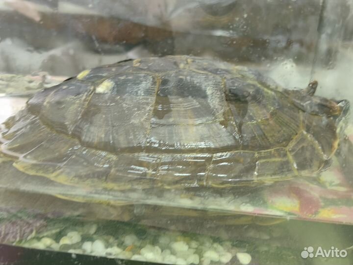 Черепаха