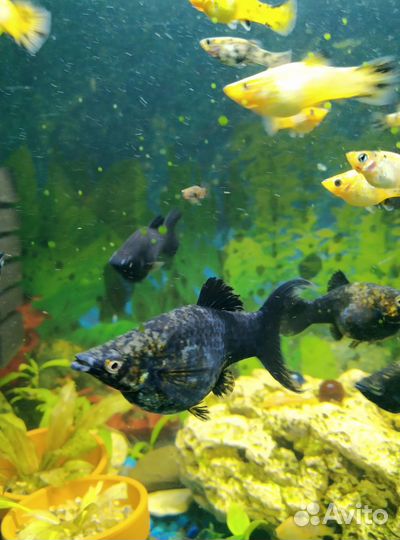 Креветки, cомики анцитрусы, моллинезия, гуппи