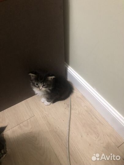Котята мэйн кун